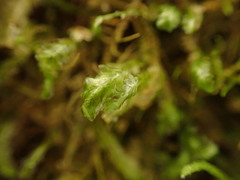 Homalia trichomanoides