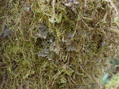 Peltigera collina