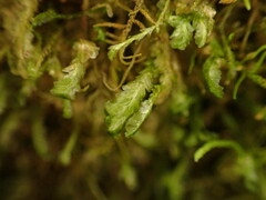 Homalia trichomanoides
