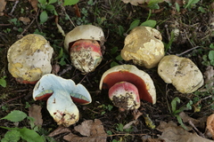 Rubroboletus satanas