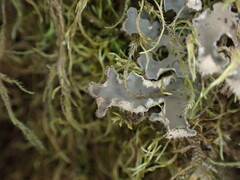Peltigera collina