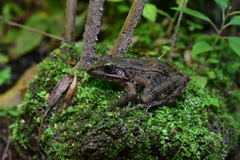Lithobates sphenocephalus