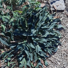 Goniolimon tataricum