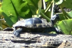 Trachemys scripta elegans