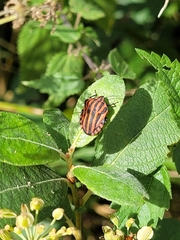 Graphosoma italicum