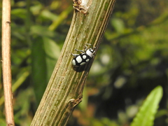 Omophoita octoguttata
