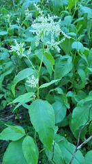 Koenigia alpina