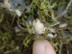 Peltigera collina