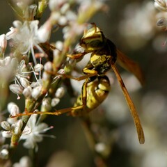 Polistes aurifer