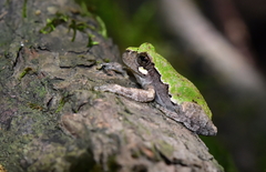 Hyla avivoca