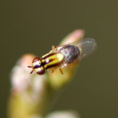 Thaumatomyia