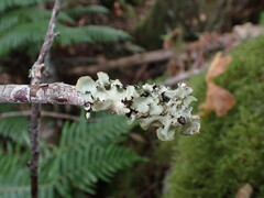 Cetrelia cetrarioides