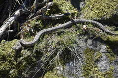 Vipera ammodytes