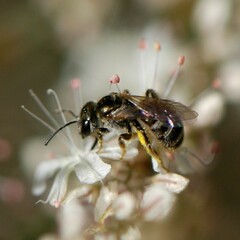 Halictus tripartitus