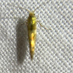 Argyresthia goedartella