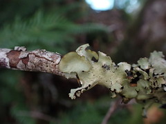 Cetrelia cetrarioides