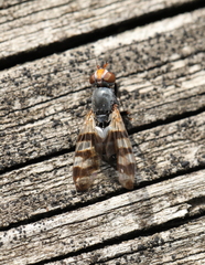 Ceroxys urticae