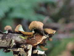 Cetrelia cetrarioides