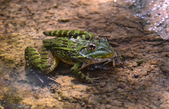 Lithobates chiricahuensis