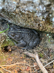 Bufonidae