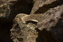 Plestiodon skiltonianus