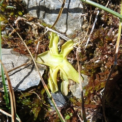 Pinguicula leptoceras