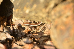 Plestiodon skiltonianus