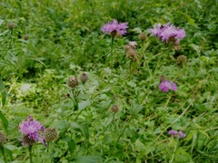 Centaurea phrygia