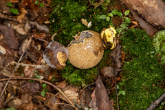 Pseudoboletus parasiticus