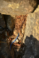 Plestiodon skiltonianus