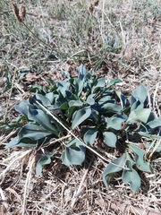 Goniolimon tataricum