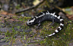 Ambystoma opacum