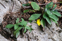 Pilosella officinarum