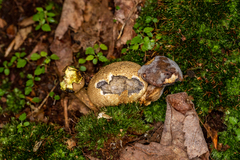 Pseudoboletus parasiticus