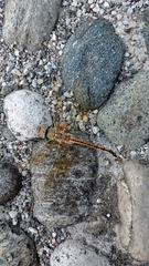 Anax ephippiger