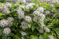 Clematis vitalba