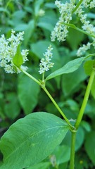 Koenigia alpina
