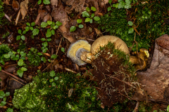 Pseudoboletus parasiticus