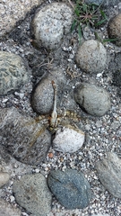 Anax ephippiger