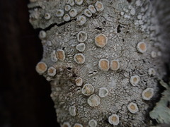 Ochrolechiaceae