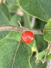 Lonicera