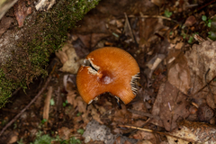 Amanita fulva