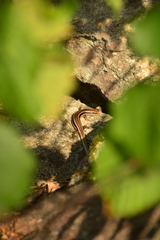 Plestiodon skiltonianus