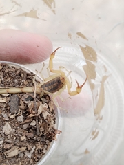 Centruroides vittatus