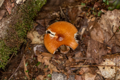 Amanita fulva