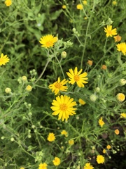 Heterotheca