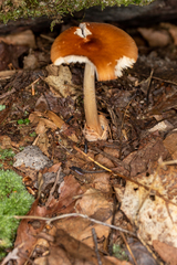 Amanita fulva