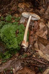 Amanita fulva