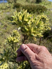 Leucadendron floridum