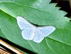 Idaea tacturata